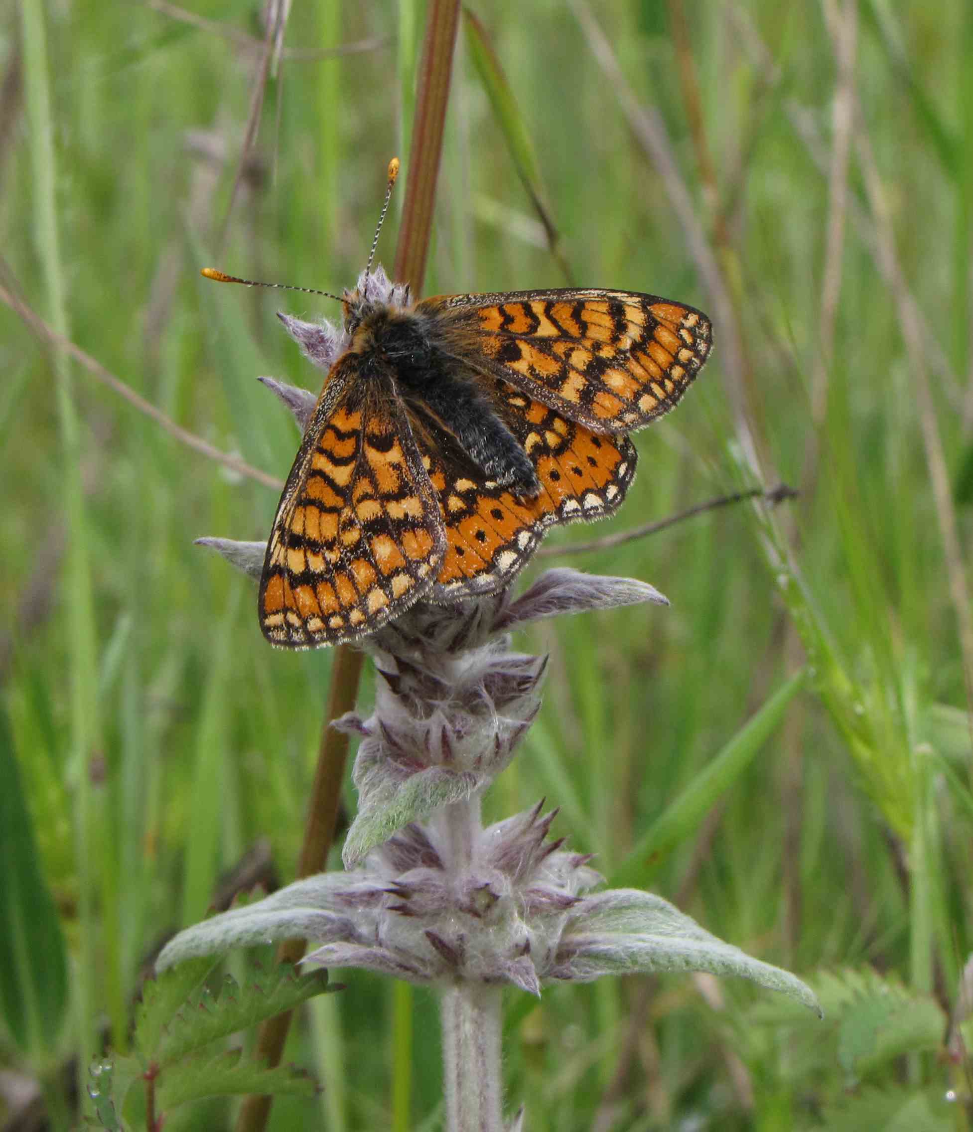 Eurodryas aurinia? - Euphydryas aurinia